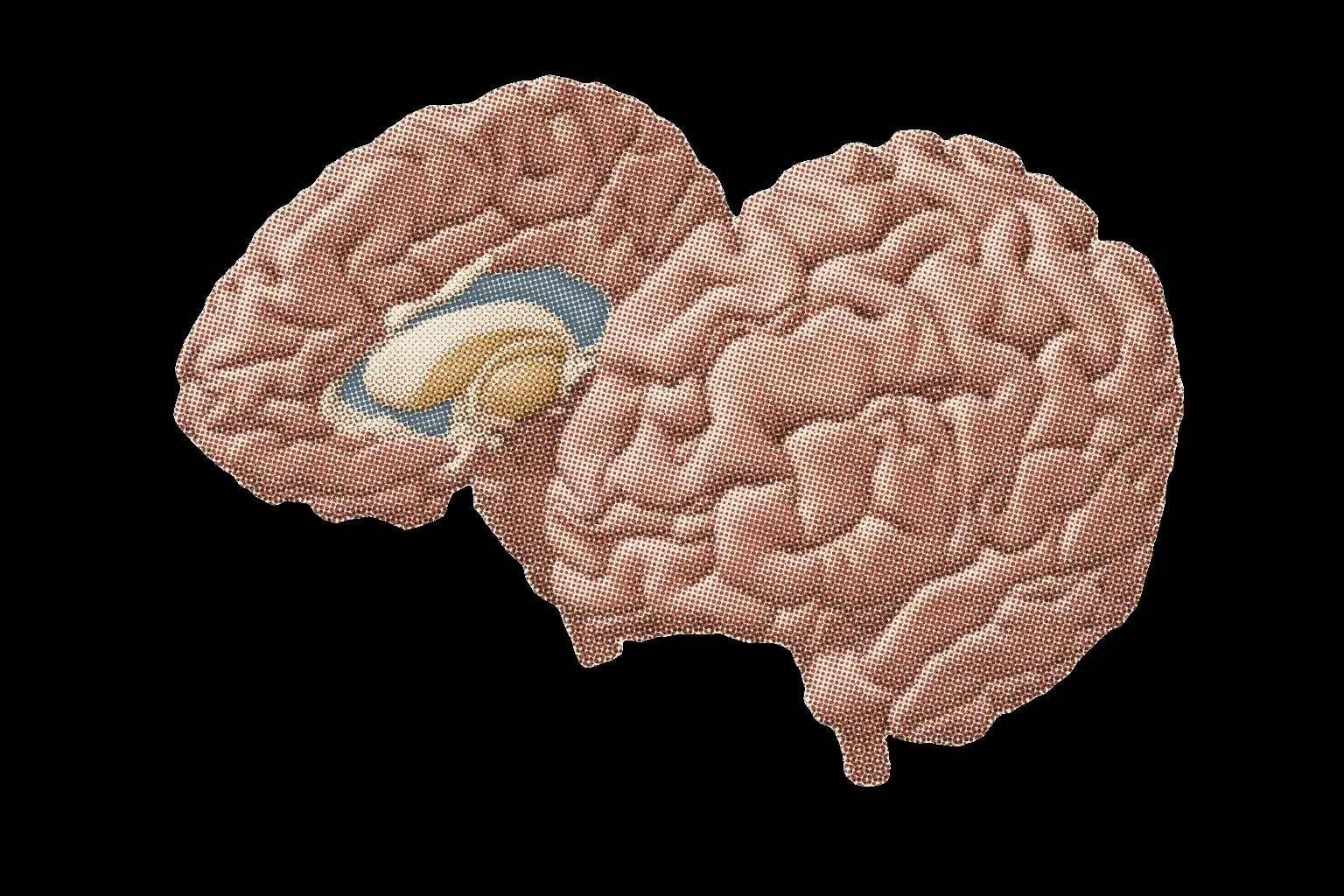 The brain, opened along the midline, painted as a colour plate